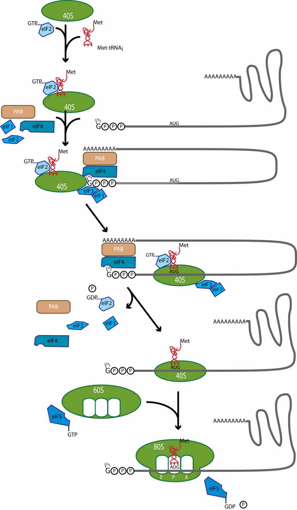 Translation initiation in eukaryotes.